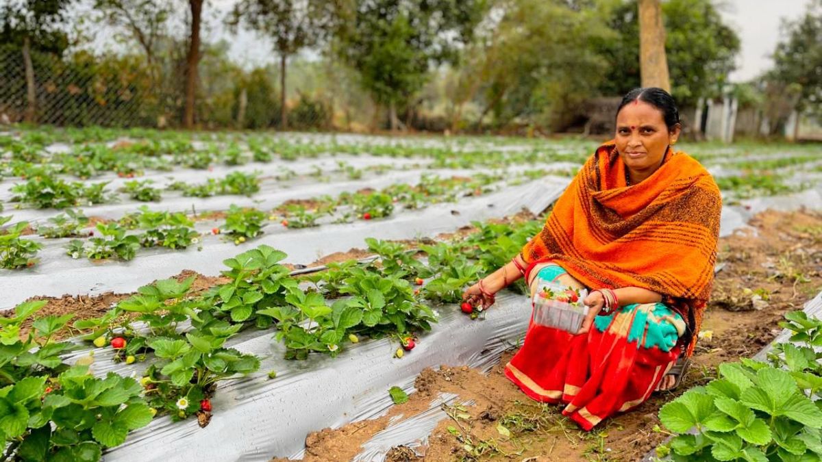 Vedanta’s 'Project Sangam' empowers Kalahandi farmers through strawberry cultivation